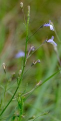 Lobelia erinus