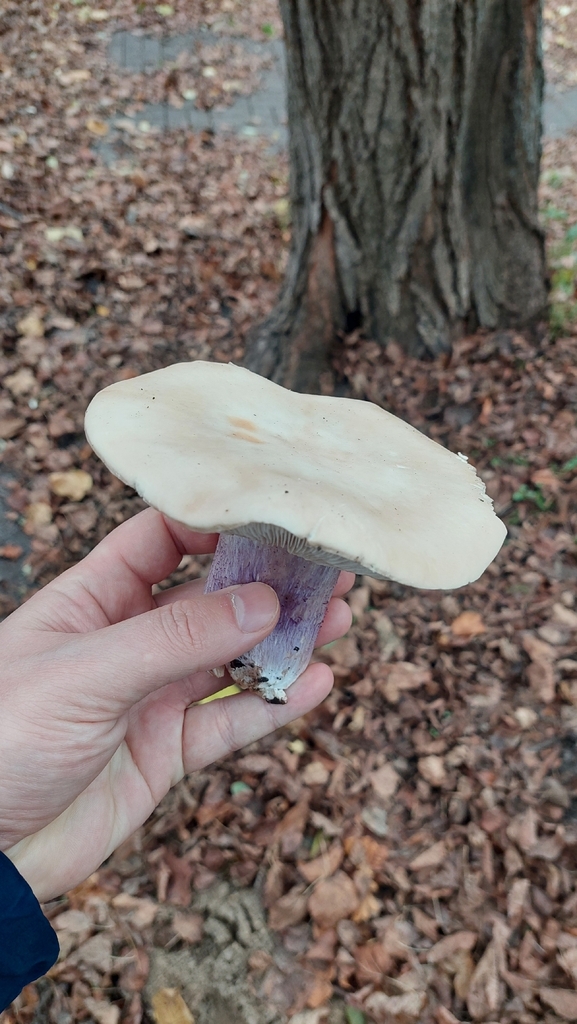 Collybia personata · November 2025 · photo: © viktorstrenada (iNaturalist, cc-by)