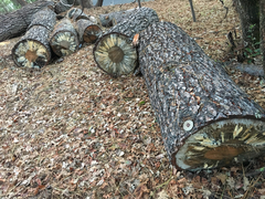 Grosmannia clavigera