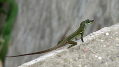 Anolis richardii