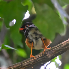 Taita Thrush photo 3