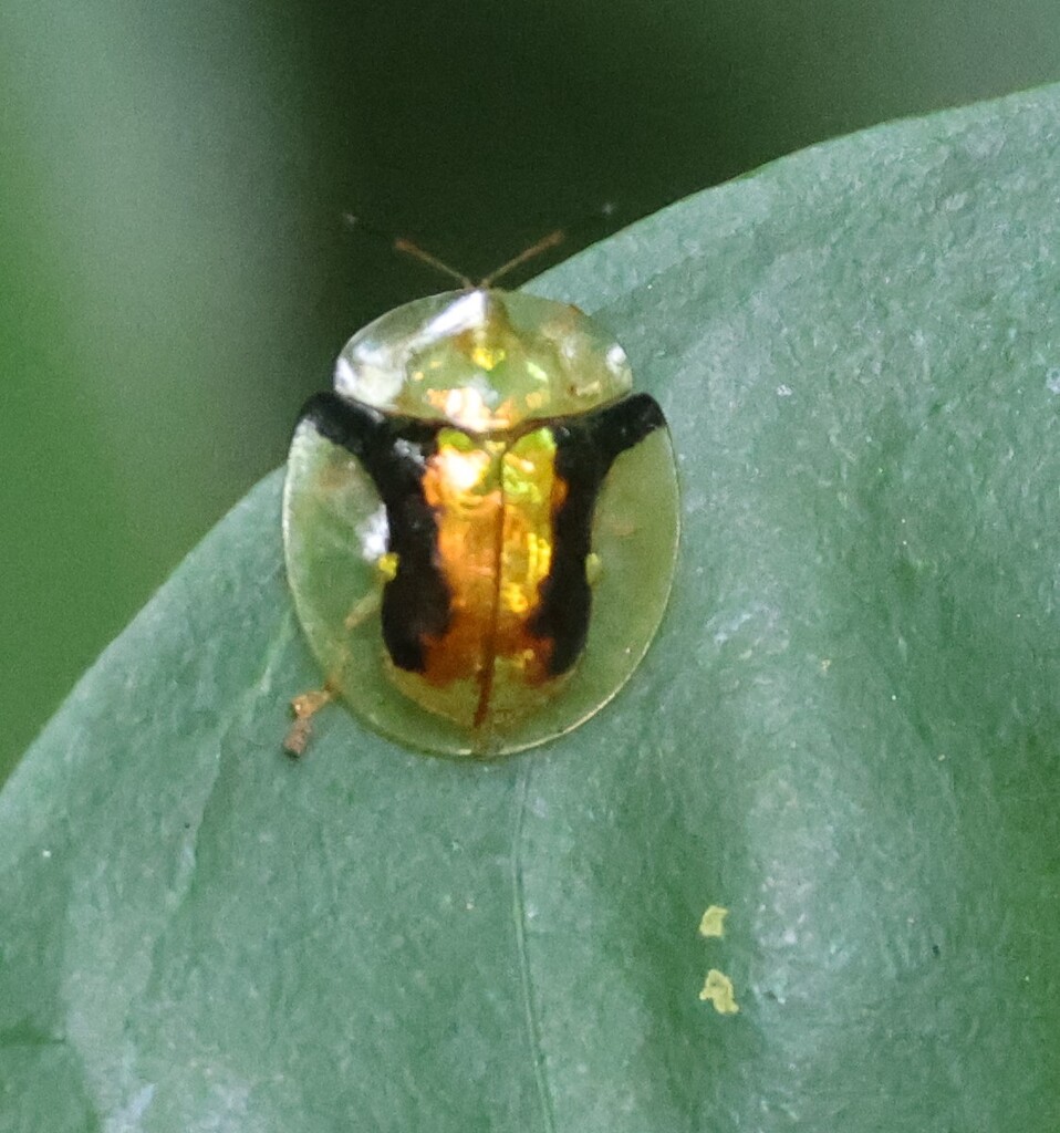 Aspidomorpha sulfuripennis