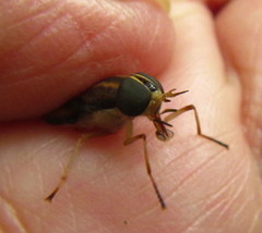 Tabanocella