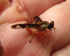 Tabanocella