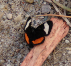 Psychomorpha epimenis