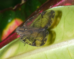 Nogodinidae