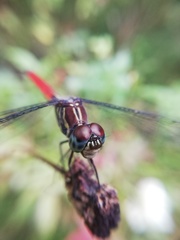 Lathrecista asiatica asiatica