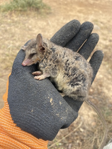 Elegant Fat-tailed Mouse Opossum