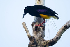Twelve-Wired Bird-Of-Paradise photo 2