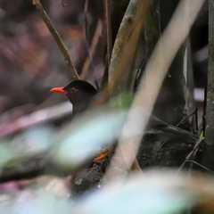 Taita Thrush photo 2