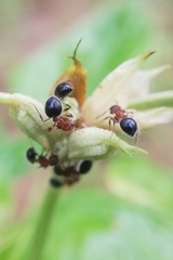 Meranoplus bicolor