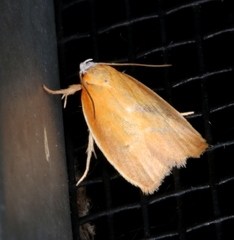 Atelosticha phaedrella