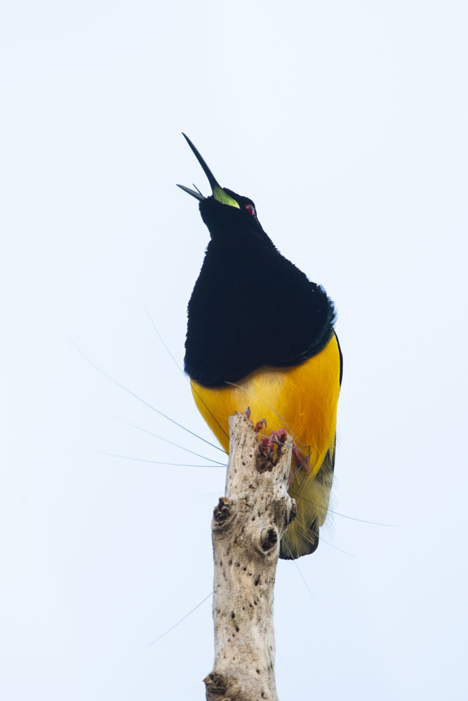 Seleucidis