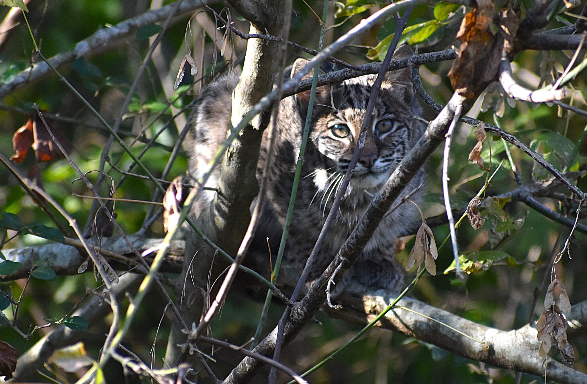 South Carolina bobcat