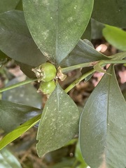 Image of Buxus natalensis