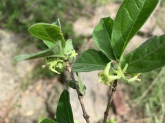 Vangueria