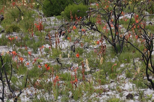 Image of Watsonia stenosiphon by (c) Karen Eichholz, some rights reserved (CC BY)