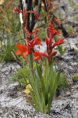 Image of Watsonia stenosiphon by (c) Karen Eichholz, some rights reserved (CC BY)