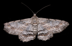 Cleora displicata
