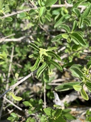 Vangueria
