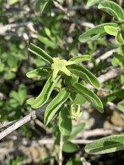 Vangueria