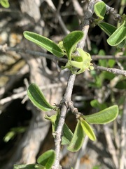 Vangueria