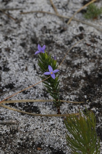 Image of Gnidia penicillata by (c) Karen Eichholz, some rights reserved (CC BY)