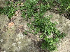 Vangueria