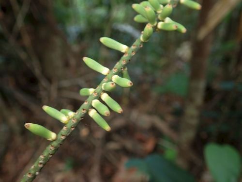 Image of Linospadix palmerianus by (c) coenobita, some rights reserved (CC BY)