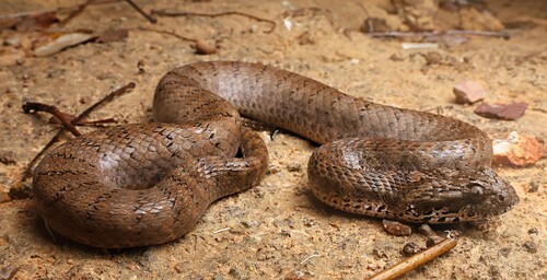 Rough-scaled Death Adder sighting