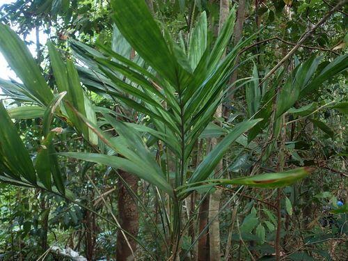 Image of Linospadix palmerianus by (c) coenobita, some rights reserved (CC BY)