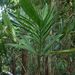 Linospadix palmerianus - Photo (c) coenobita, algunos derechos reservados (CC BY), subido por coenobita