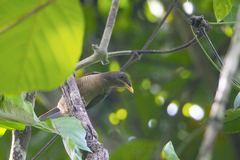 Cicinnurus regius
