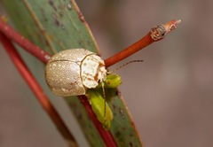 Paropsis deserti