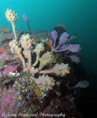 Pyura spinifera
