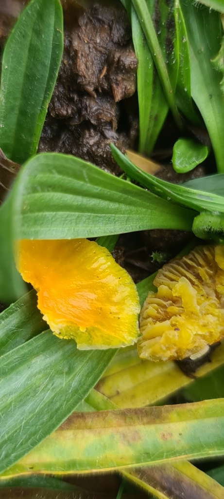 Hygrocybe ceracea · November 2025 · photo: © artgelling (iNaturalist, cc0)