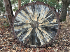 Grosmannia clavigera