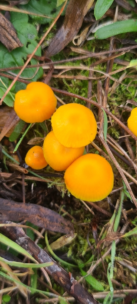 Hygrocybe ceracea · November 2025 · photo: © artgelling (iNaturalist, cc0)