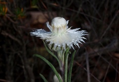 Helichrysum leucopsideum