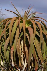 Aloe pluridens