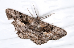 Hypomecis externaria