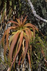 Aloe pluridens