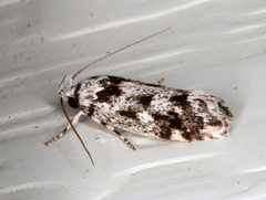 Lichenaula appropinquans