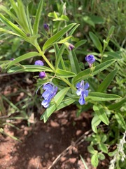 Rotheca louwalbertsii