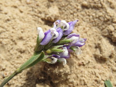 Psoralea venusta