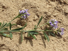 Psoralea venusta