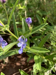 Rotheca louwalbertsii