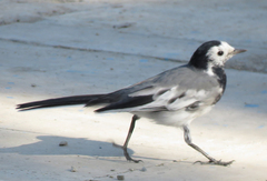 Motacilla alba