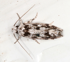 Lichenaula appropinquans