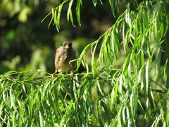 Acridotheres tristis